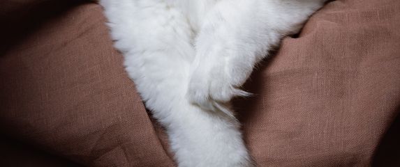 Ragdolli imaju baršunastu poddlaku koja se rijetko petlja, što ih čini idealnima za maženje