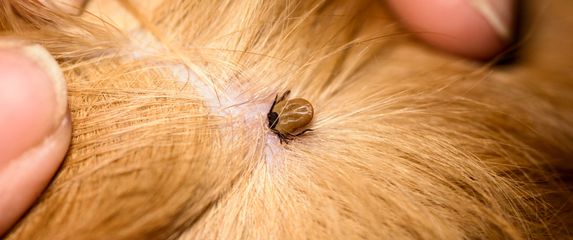 Lrpelj otkriven na psu