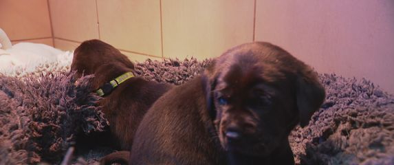 Centar Silver slavi 17 godina