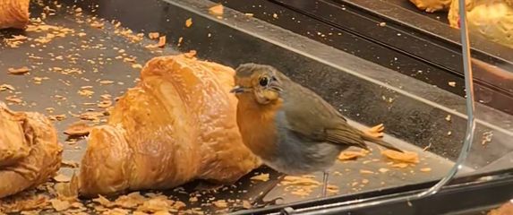 Crvendać u pekarnici