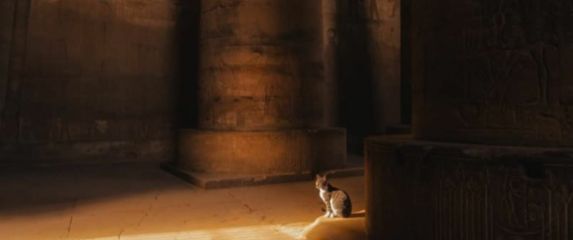 Mačka Cece koja je pronašla dom u hramu u Luksoru