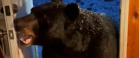 Medvjed zatvara vrata