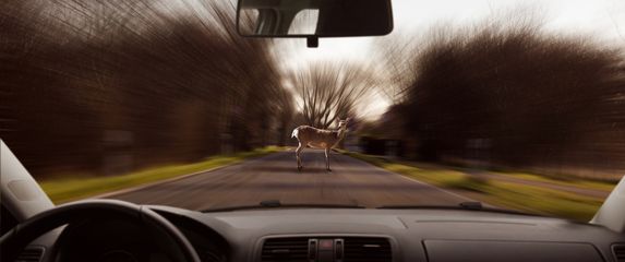 Ilustracija, srna na cesti