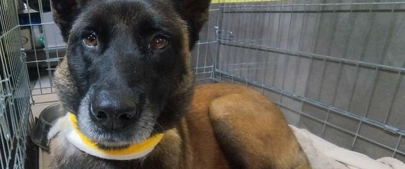 Zlostavljana ovčarka