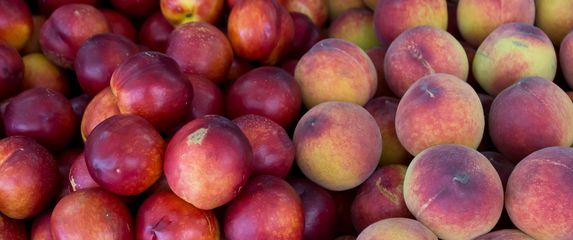 Nektarine, ilustracija