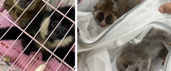 Interpolova operacija Grom 2025. - 1