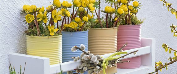 Rana ozimnica je trajnica idealna za romantične vrtove - 6