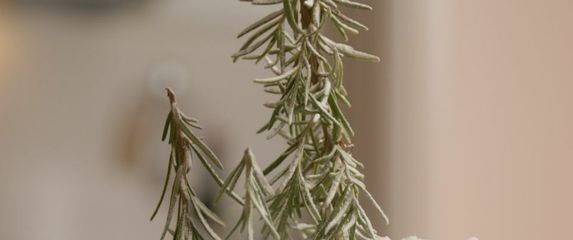 Torta od cimet rolica s narančom i kremom od vanilije - 1