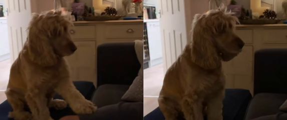 Pas Reggie pri reakciji na poklon njegovih vlasnika