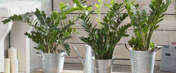 Zamija prema feng shuiju u dom donosi sreću i novac