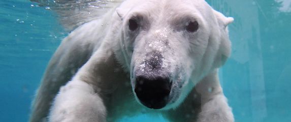 Polarni medvjed (Foto: AFP)