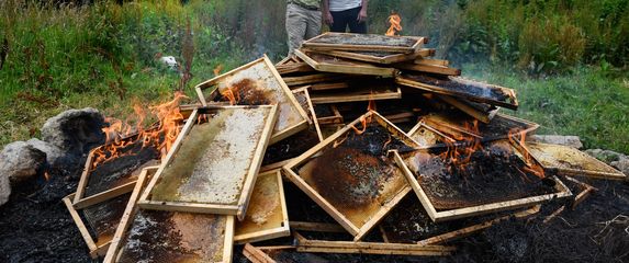 Paljenje košnica nakon smrti pčela (Foto: AFP)