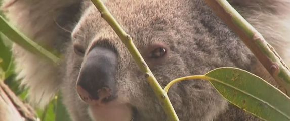 Koala kraj grane