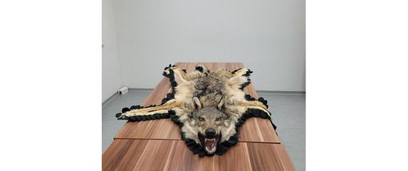 Carinici pronašli vučju kožu s glavom
