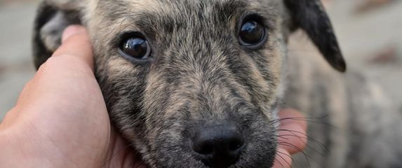 'Mjesto sa 150 srdaca' je akcija u Dumovcu povodom Valentinova - 3