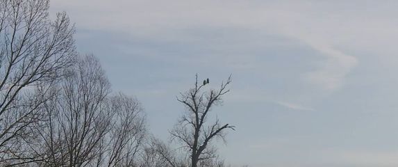 Pomor ptica u Slavoniji - 3