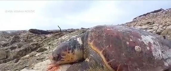 Pomor glavatih želvi - 4