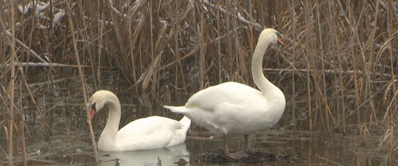 Labudovi - 4