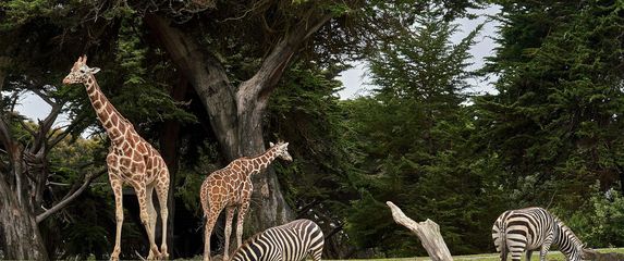 žirafe i zebre u zološkom vrtu kako obitavaju