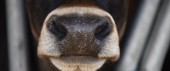 Ilustracija, silovanje životinja