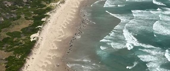 Nasukavanje crnih dupina na australskoj plaži