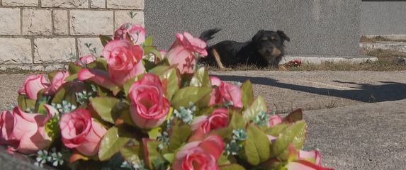 Bruno, Hachiko iz Tijarice - 6