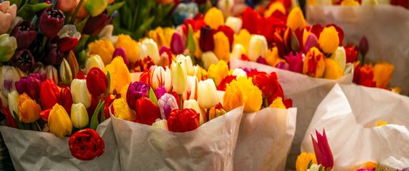 Tulipani nude raskoš boja, ali jednu ste izdvojili kao omiljenu