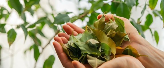 Ako vam je biljka iznenada počela gubiti lišće, ne trebate paničariti
