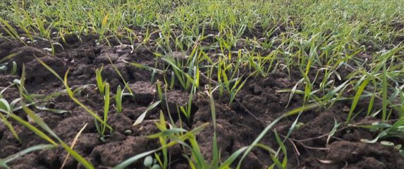 Klimatski uvjeti utjecali na sadnju