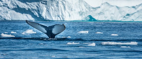 Kako se piše: Artik ili Arktik