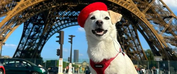 Elko je pas koji putuje svijetom, a bio je ostavljen u zalijepljenoj kutiji