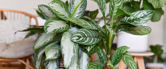 Biljke uspijevaju i uz minimalnu svjetlost