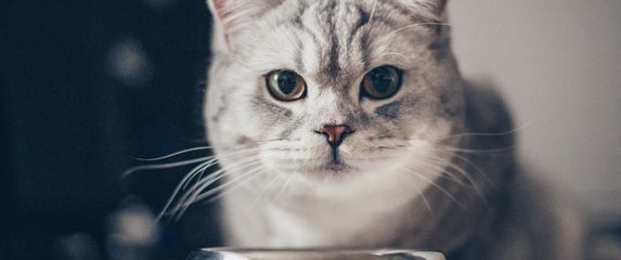 Mačka pored posude s hranom