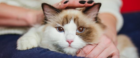 Mačka sjedi u krilu