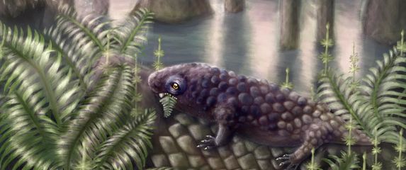 Tyrannoroter heberti