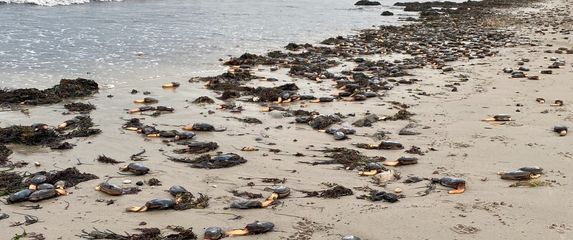 Školjkaši na obali zaljeva Studland