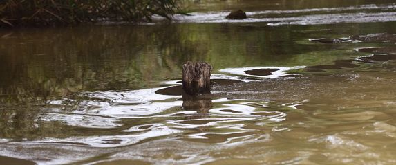 Ilustracija, Mrežnica