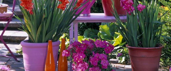 Iako gladiole najčešće viđamo u vrtovima i velikim cvjetnim gredicama, dobra vijest je da ih možete uzgojiti i u tegli - 6