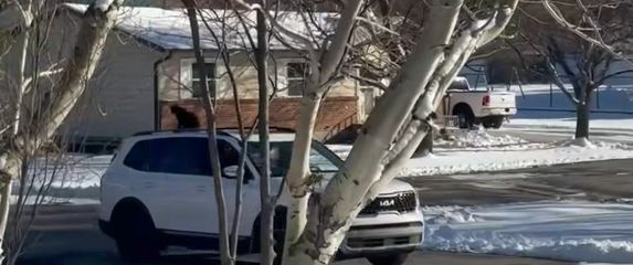 Mačka na krovu automobila