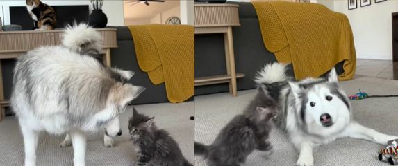 Haski i mačka pri igri u dnevnom boravku