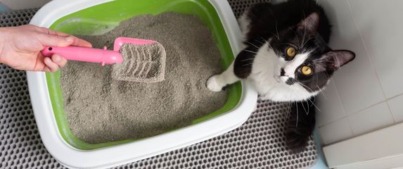 Mačkama nije svejedno gdje stoji njihova posuda s pijeskom