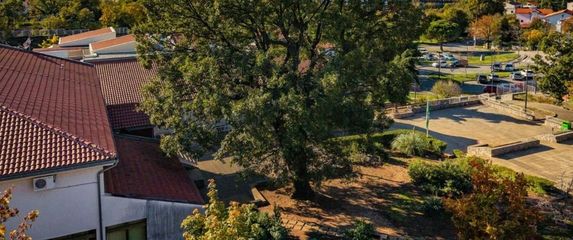 Kostrenski hrast - 2