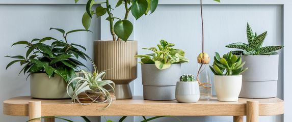 Uz još malo discipline sobne biljke zdrave će dokečati proljeće