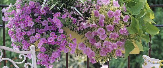 Minijaturne surfinije (milijun zvončića)