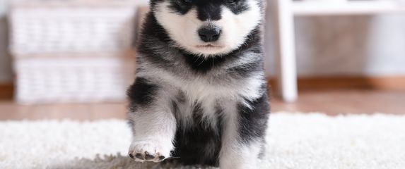 Štene aljaškog malamuta