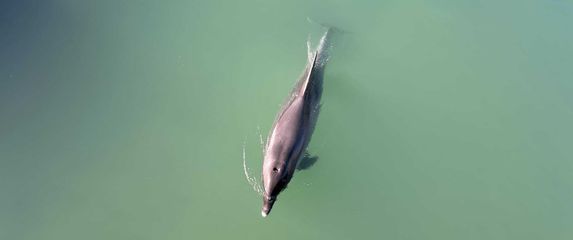 Dobri dupin u rijeci Jadro