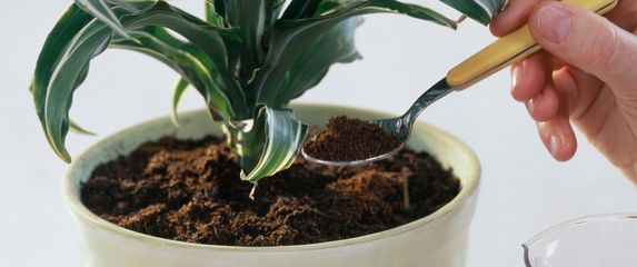 Kava nije dobro rješenje za neke biljke