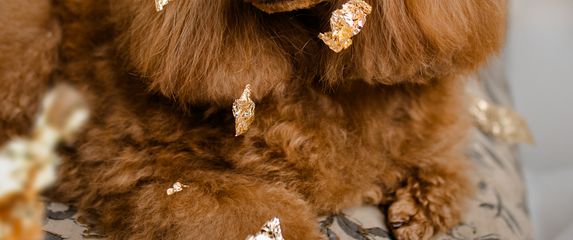 Dubai Luxe tretman jedinstveni je premium spa ritual za pse - 8