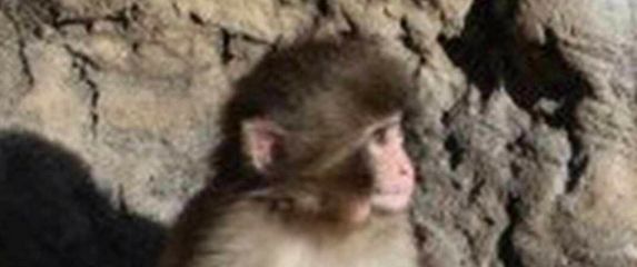 Majmunčić Punch-kun ne odvaja se od svoje plišane igračke majmuna