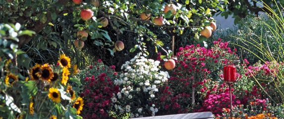 Uz dobre savjete, stablo će biti puno plodova